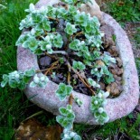 Salix nakamurana Yezoalpina