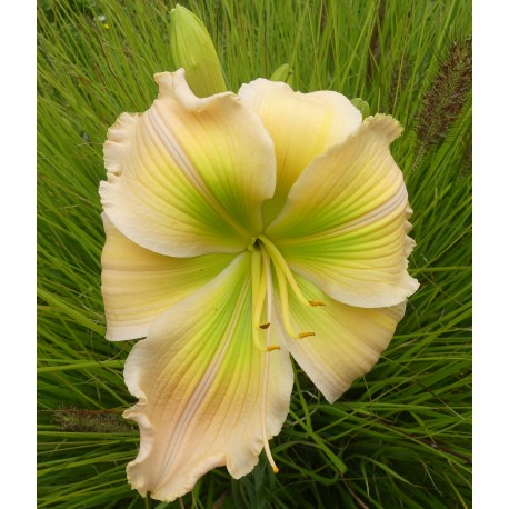 Hemerocallis 'Green Imperial Pigeon'