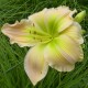 Hemerocallis 'Green Imperial Pigeon'