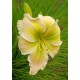 Hemerocallis 'Green Imperial Pigeon'