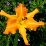 Hemerocallis 'Primal Scream'