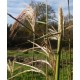 Miscanthus nepalensis