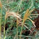 Miscanthus nepalensis