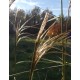 Miscanthus nepalensis