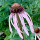 Echinacea pallida