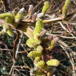 Salix sakkalinensis 'Sekka'