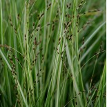 Melica uniflora 'Variegata'