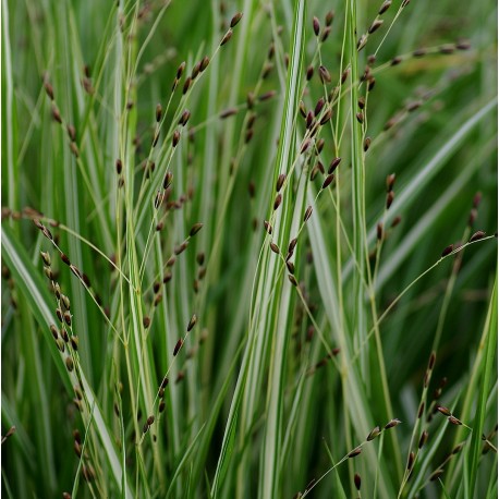 Melica uniflora 'Variegata'