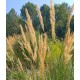 Achnatherum calamagrostis