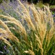 Achnatherum calamagrostis