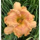 Hemerocallis 'Claudette Colbert'