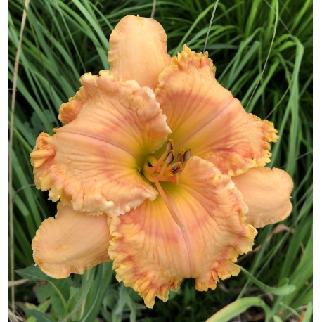 Hemerocallis 'Claudette Colbert'