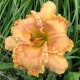 Hemerocallis 'Claudette Colbert'