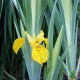 Iris pseudoacorus 'Variegata'