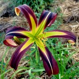 Hemerocallis 'Black Raven'