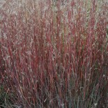 Schizachyrium scoparium 'Blue Heaven'