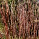 Schizachyrium scoparium 'Explosion'