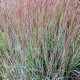 Schizachyrium scoparium 'The blues'