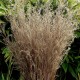 Schizachyrium scoparium 'Wild West'