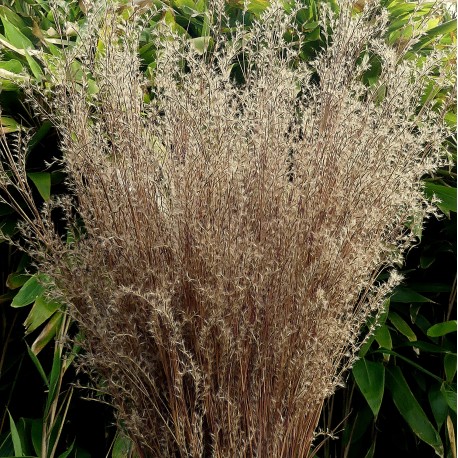 Schizachyrium scoparium 'Wild West'