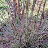 Schizachyrium scoparium 'Rosy'