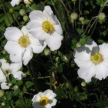 Anemone hybride 'Honorine Jobert'