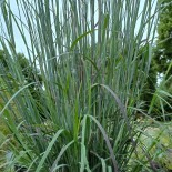 Schizachyrium scoparium 'Le Grand Bleu'