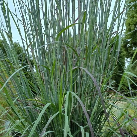 Schizachyrium scoparium 'Le Grand Bleu'