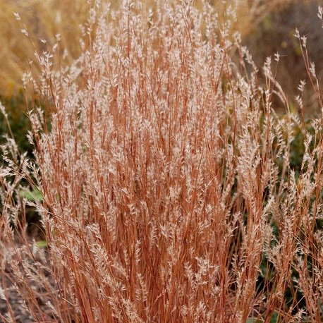 Schizachyrium scoparium 'Constant Moving'