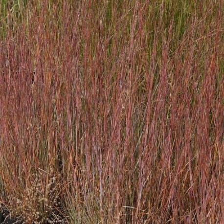 Schizachyrium scoparium 'Red Frost'