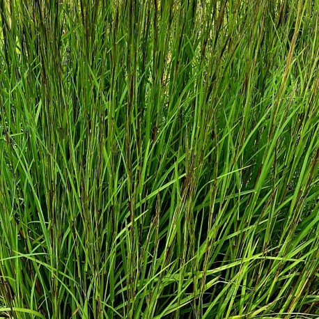 Schizachyrium scoparium 'Mikado'