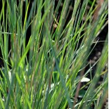 Schizachyrium scoparium 'Camper'