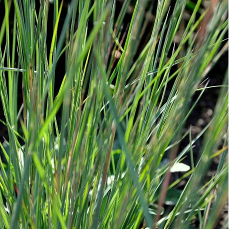 Schizachyrium scoparium 'Camper'