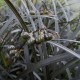 Ophiopogon planiscapus 'Nigrescens'