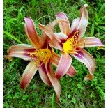 Hemerocallis 'Copper Starfish'