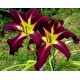 Hemerocallis 'Spartakus'