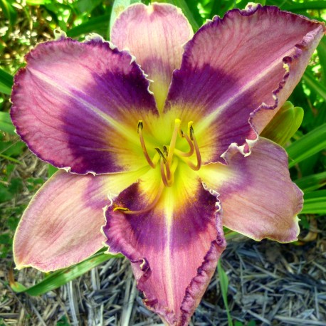 Hemerocallis 'Art Gallery Expressionism'