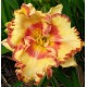 Hemerocallis 'Aslan'