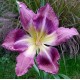 Hemerocallis 'Ambiance'