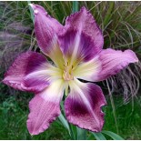 Hemerocallis 'Ambiance'