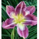 Hemerocallis 'Ambiance'