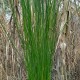 Juncus pallidus 'Javelin'