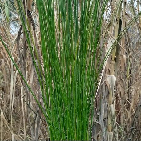 Juncus pallidus 'Javelin'