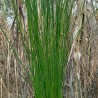 Juncus pallidus 'Javelin'