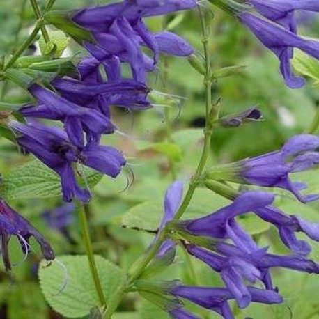 Salvia guaranitica 'Blue Enigma'