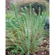 Euphorbia paralias (maritima)
