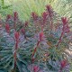 Euphorbia x martinii 'Ruby Glow'