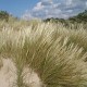 Ammophila arenaria