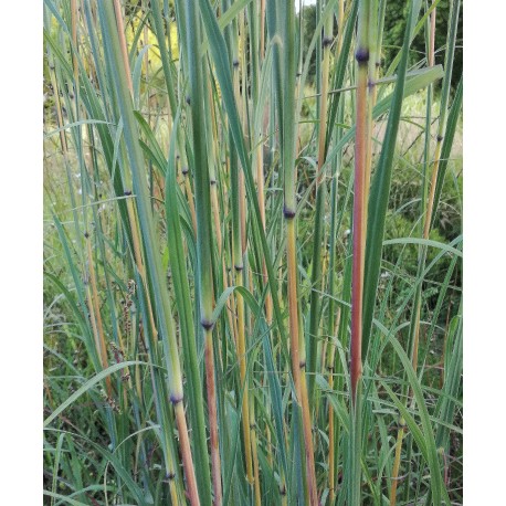 Andropogon hallii
