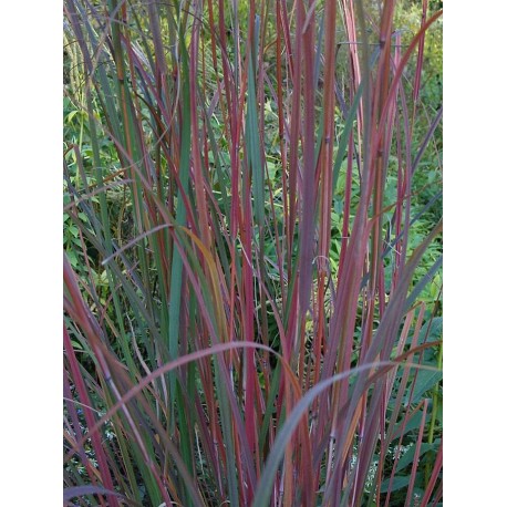 Andropogon gerardii 'Weinheim Burgundy'